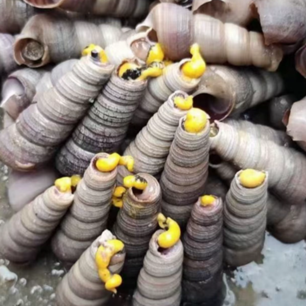 新鲜钉螺同城配送