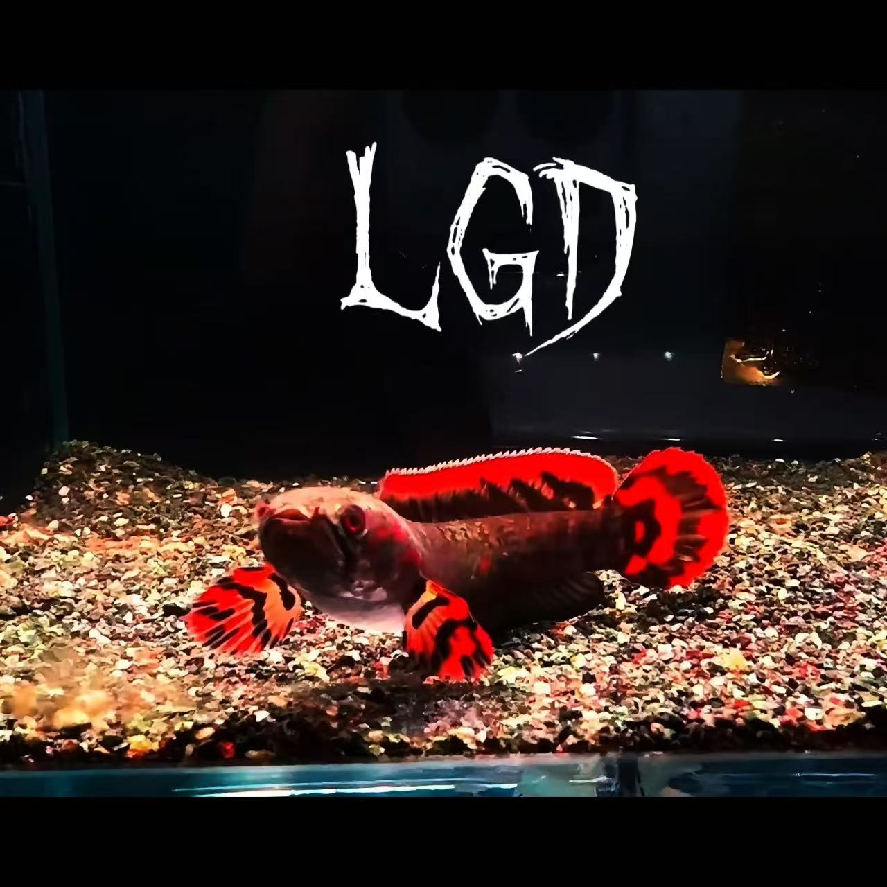 巧克力雷龙观赏鱼