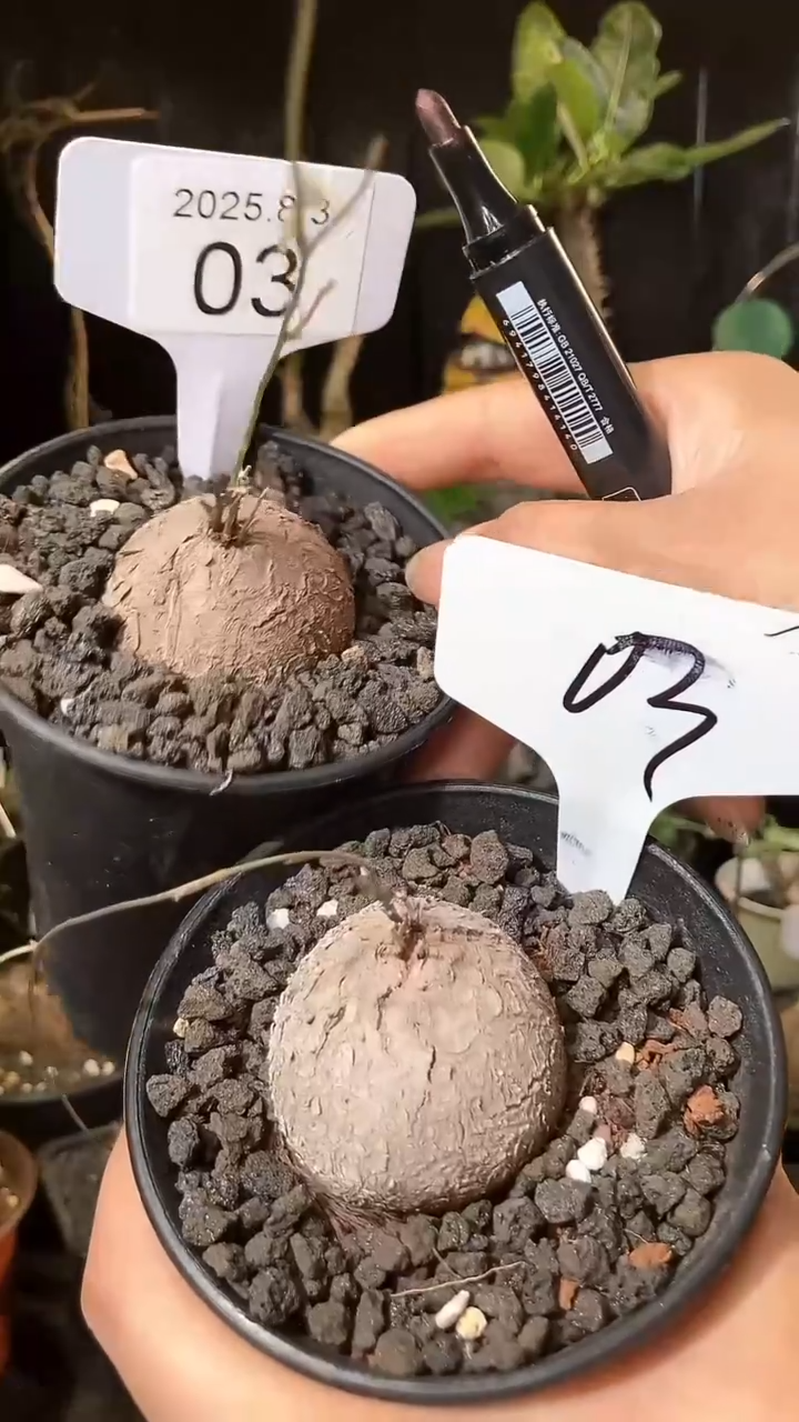 3号803福利南非龟甲龙买1个送1个