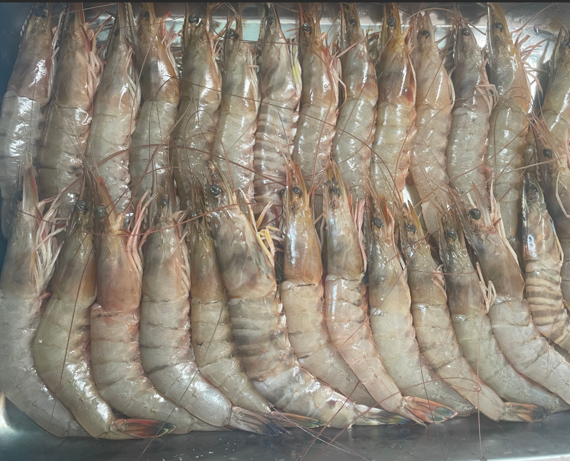 【顺丰发货】大连渤海湾小船大海虾对虾新大虾鲜冷冻发货