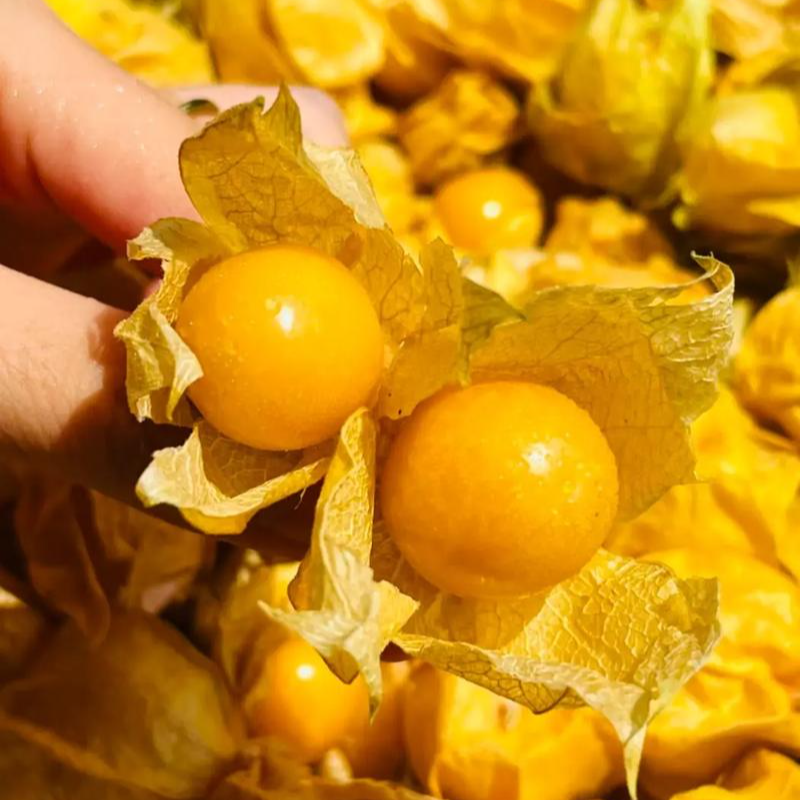 东北姑娘果 约500g