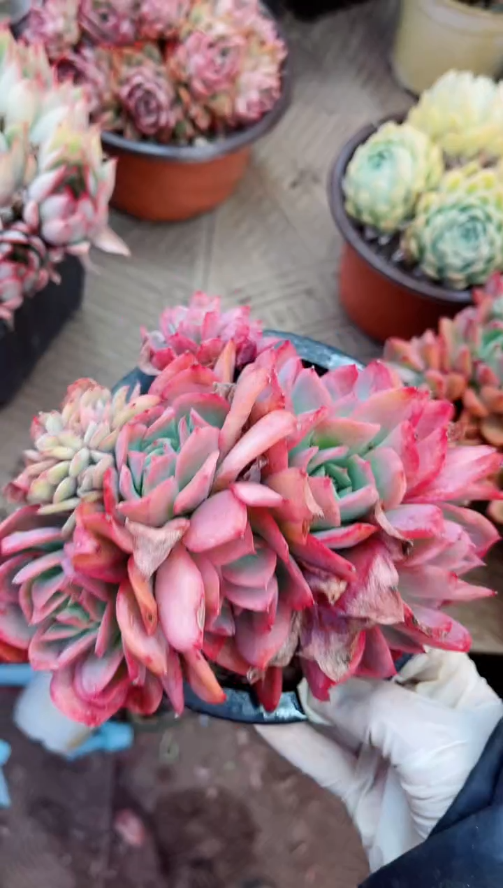 【闪购商品】06146