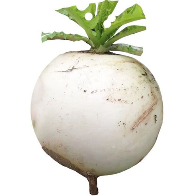 【圆白萝卜】包邮重庆铜梁圆白萝卜带泥发货泡煮炒炖萝卜干