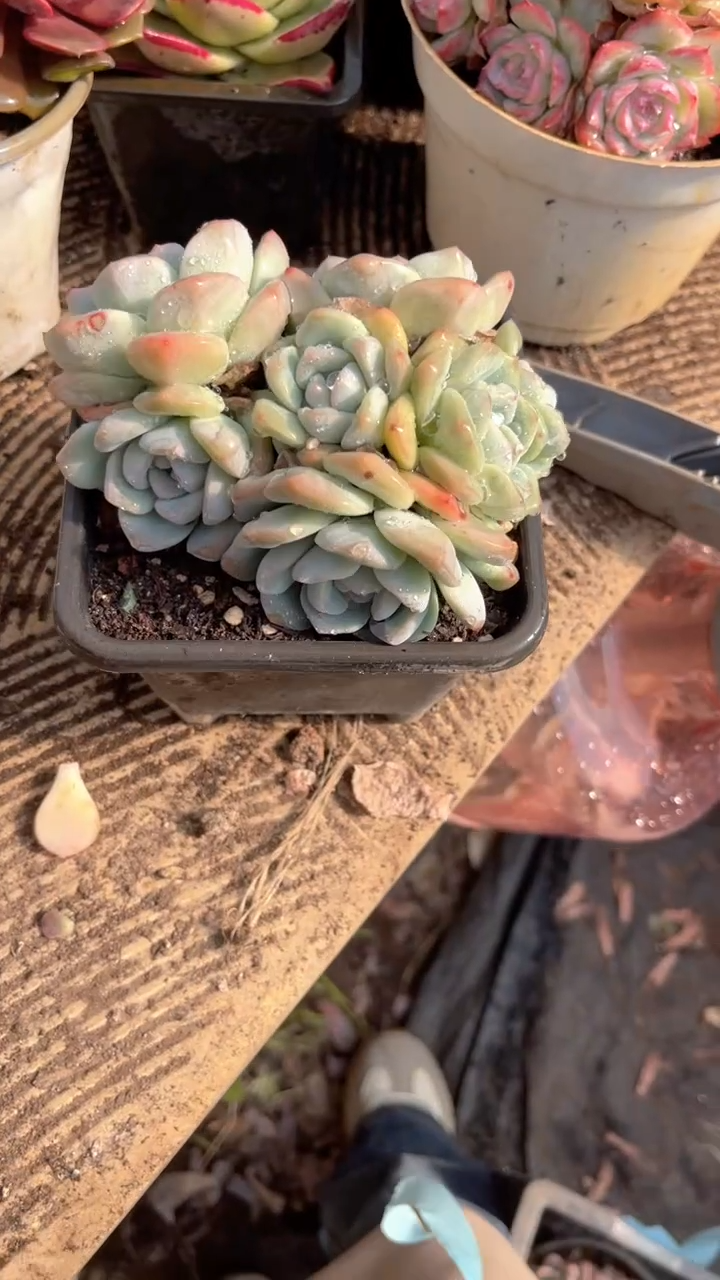 M****@跃跃精品多肉30114