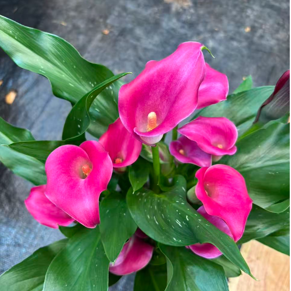 樱桃马蹄莲红色盆栽到手一盆可装饰家居