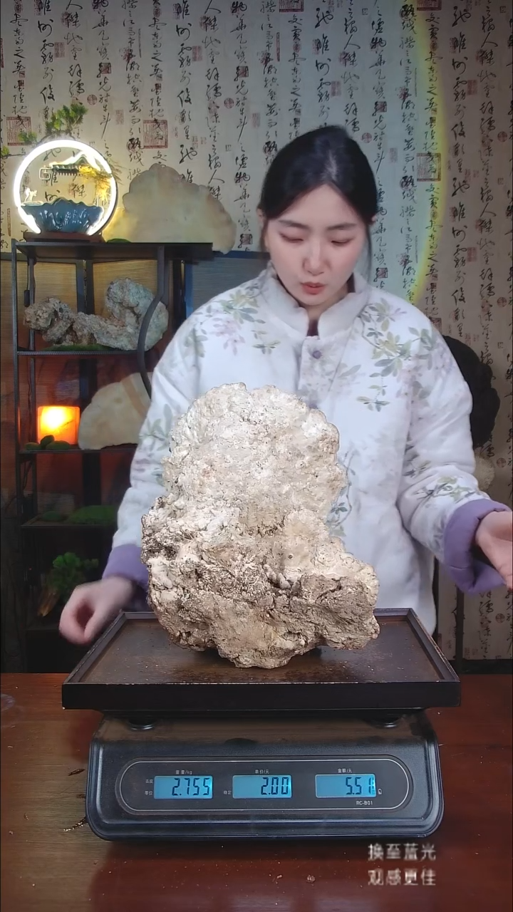 白灵芝中国大陆【藏区野生】白木灵芝（5.51斤）50-60年份