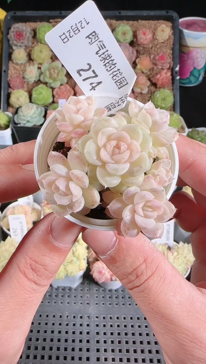 1202-274m1-460-2多肉群生不包整