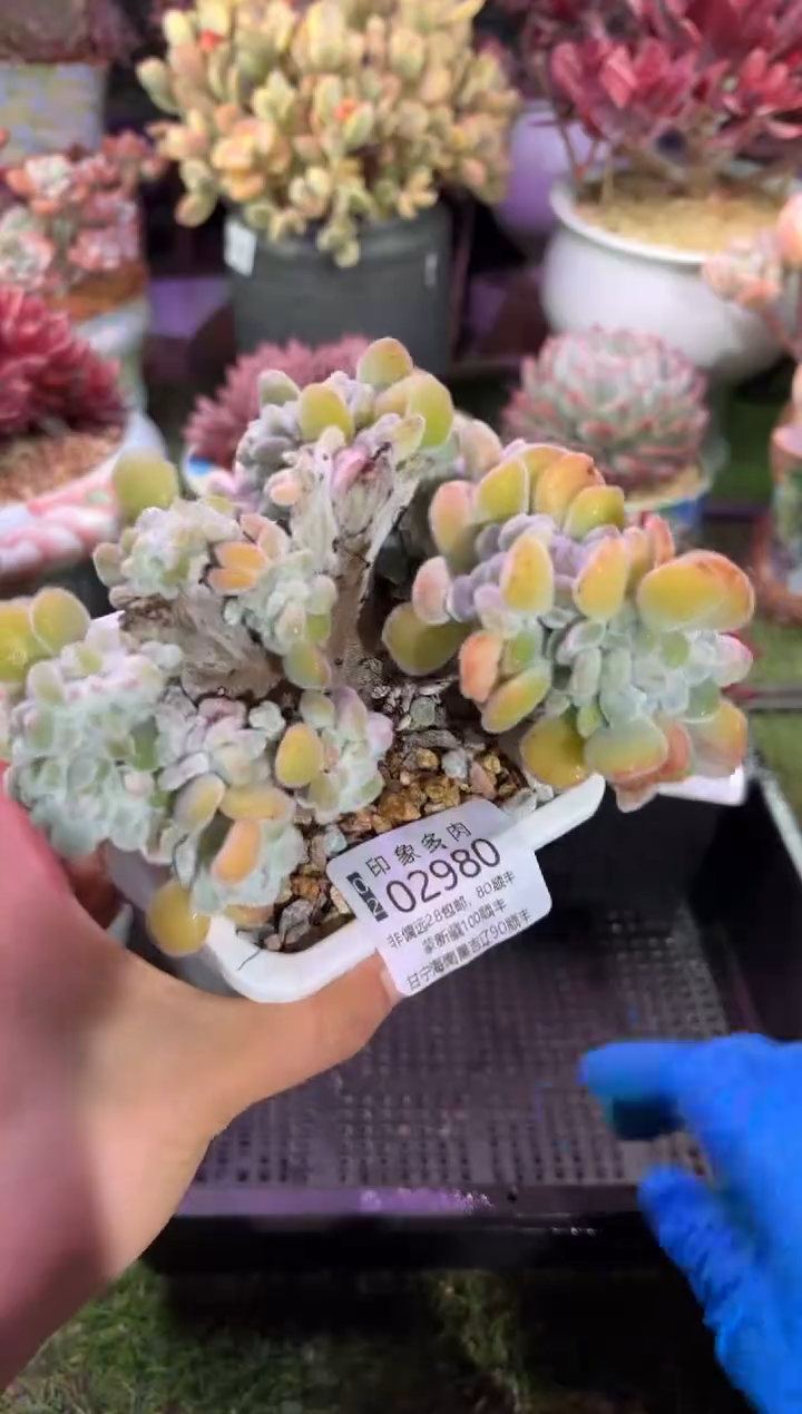 【闪购商品】02980