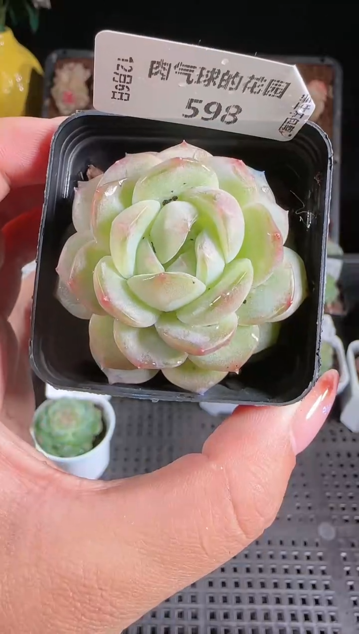 1206-598西江月多肉群生不包整