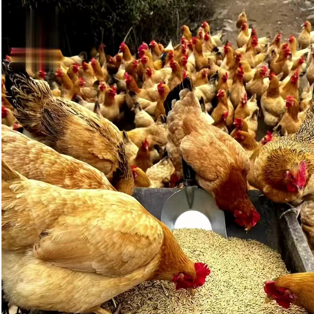 3只皖南黄母鸡每只约3.5斤发货 HJZF