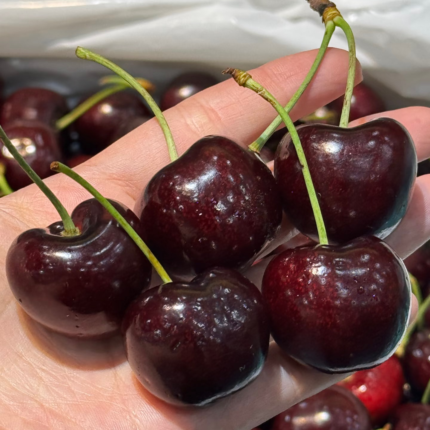 新鲜5JJ车厘子 500g瑞吉纳