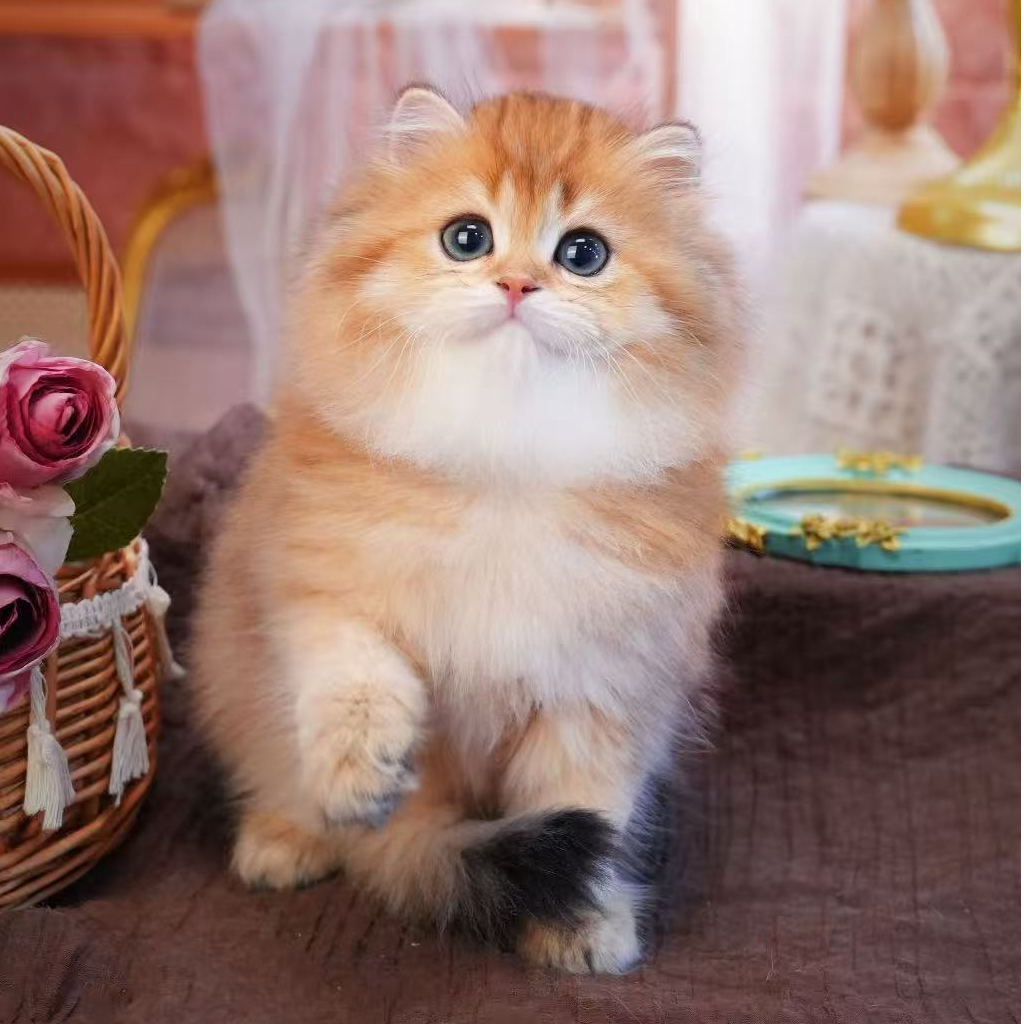 【上海猫舍】金渐层蓝金紫金曼基康拿破仑幼猫