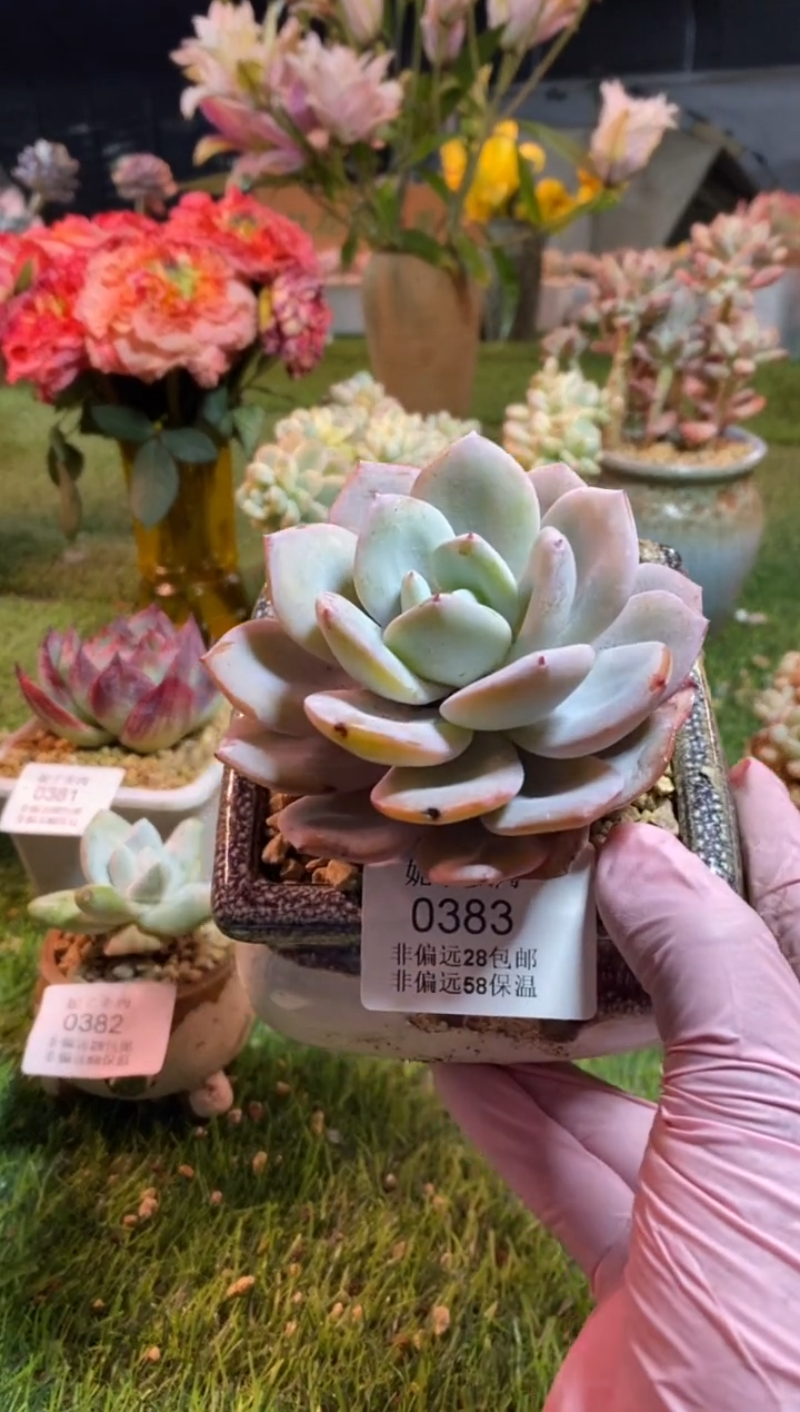【闪购商品】0383a