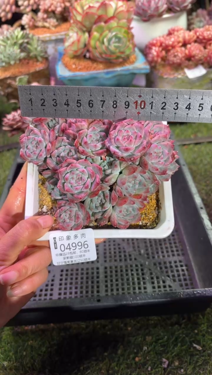 【闪购商品】04996