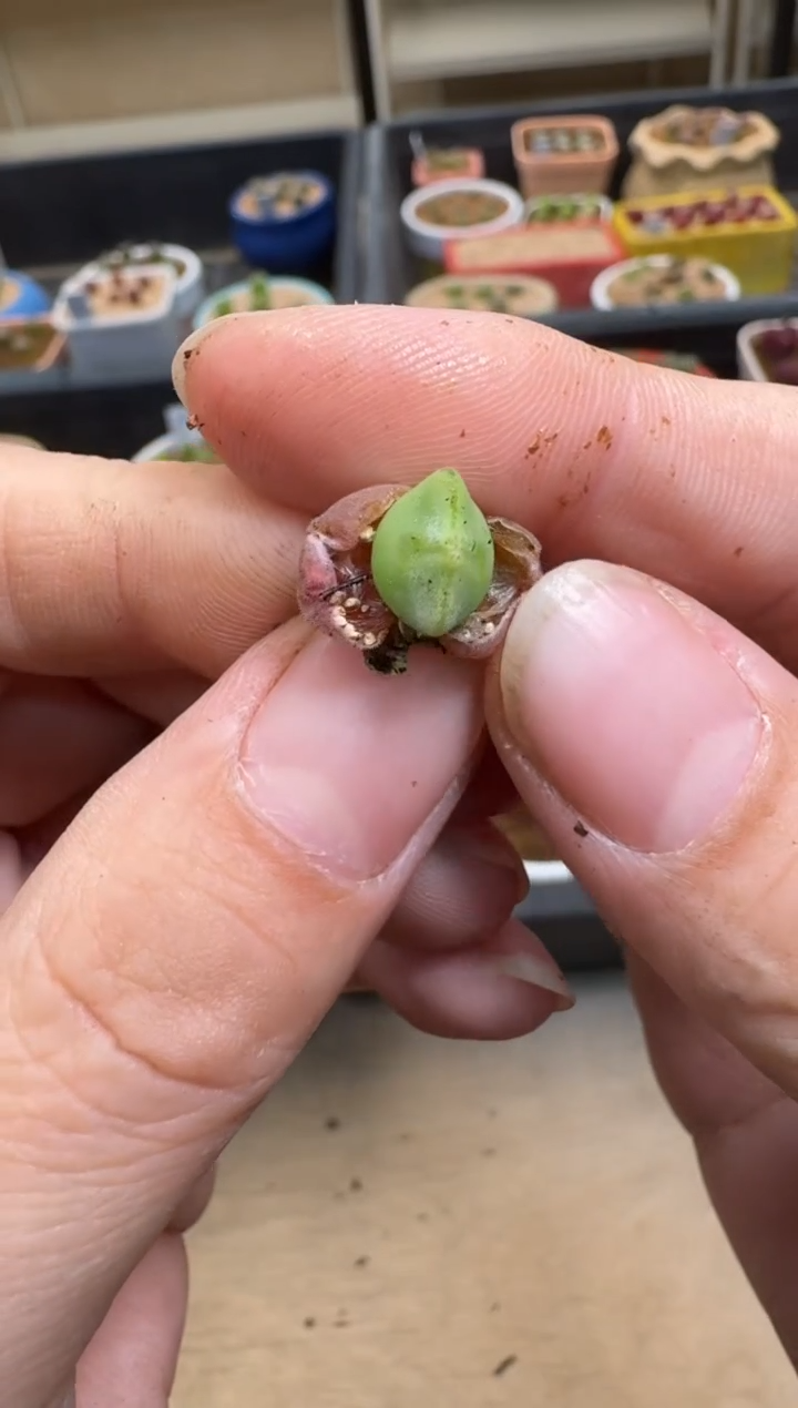 【闪购商品】7-626