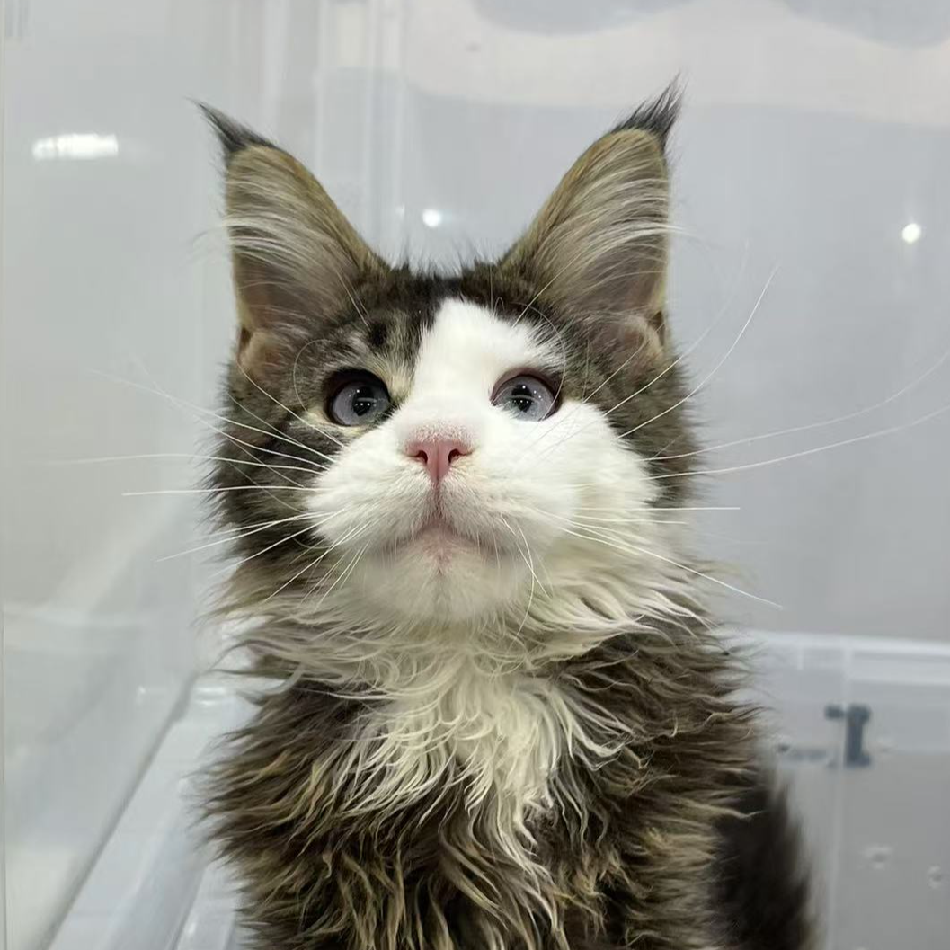 来了姊妹-棕虎斑加白蓝眼缅因猫 弟弟 25