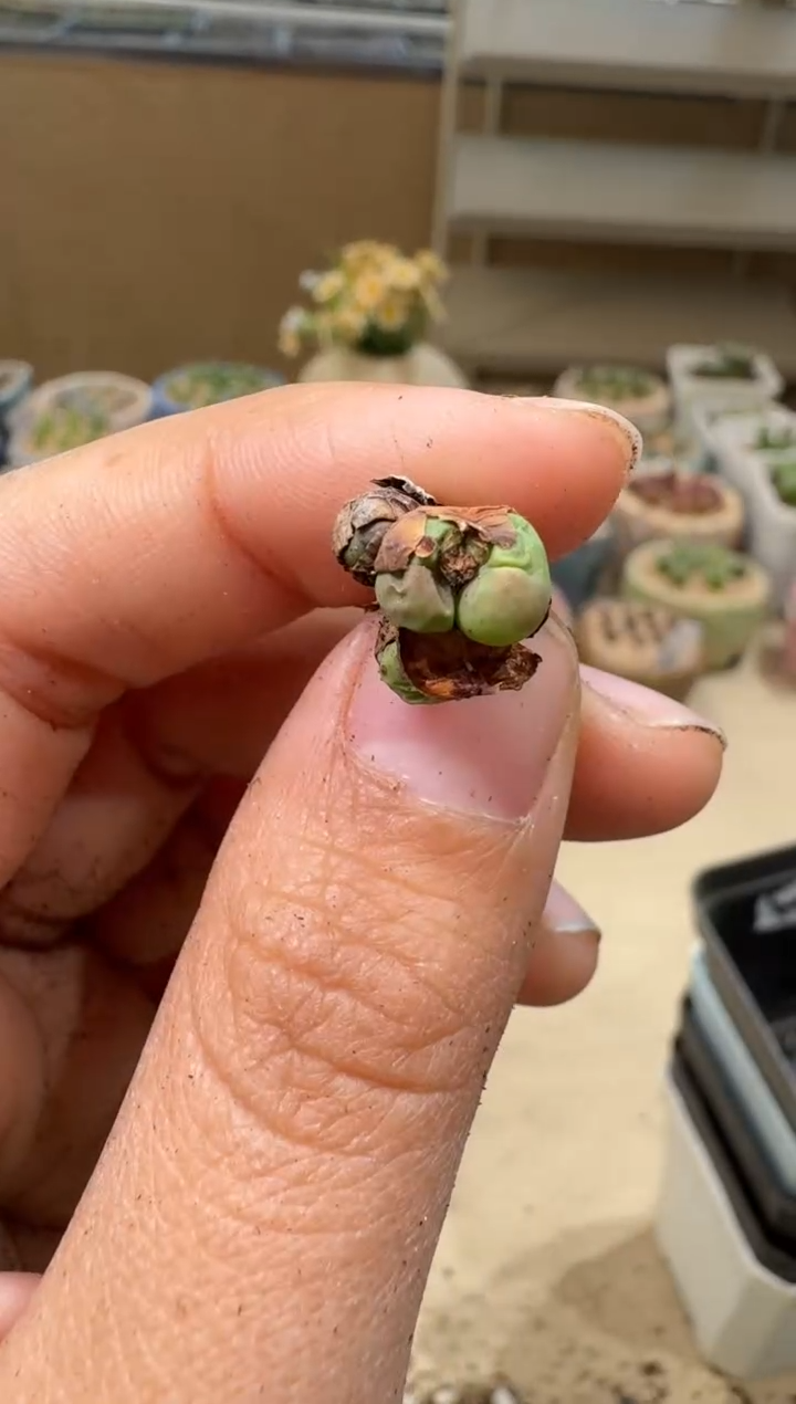 6-43多肉植物肉锥缺水福利