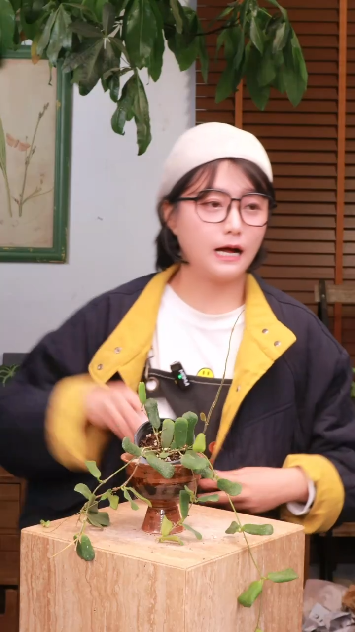 【花漾多】  A262  手工景德镇盆盆翻页球兰  顺丰包邮