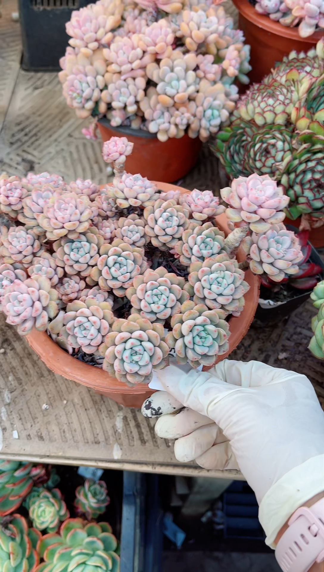 【闪购商品】05091