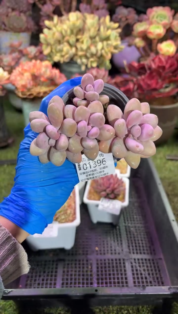 【闪购商品】01396