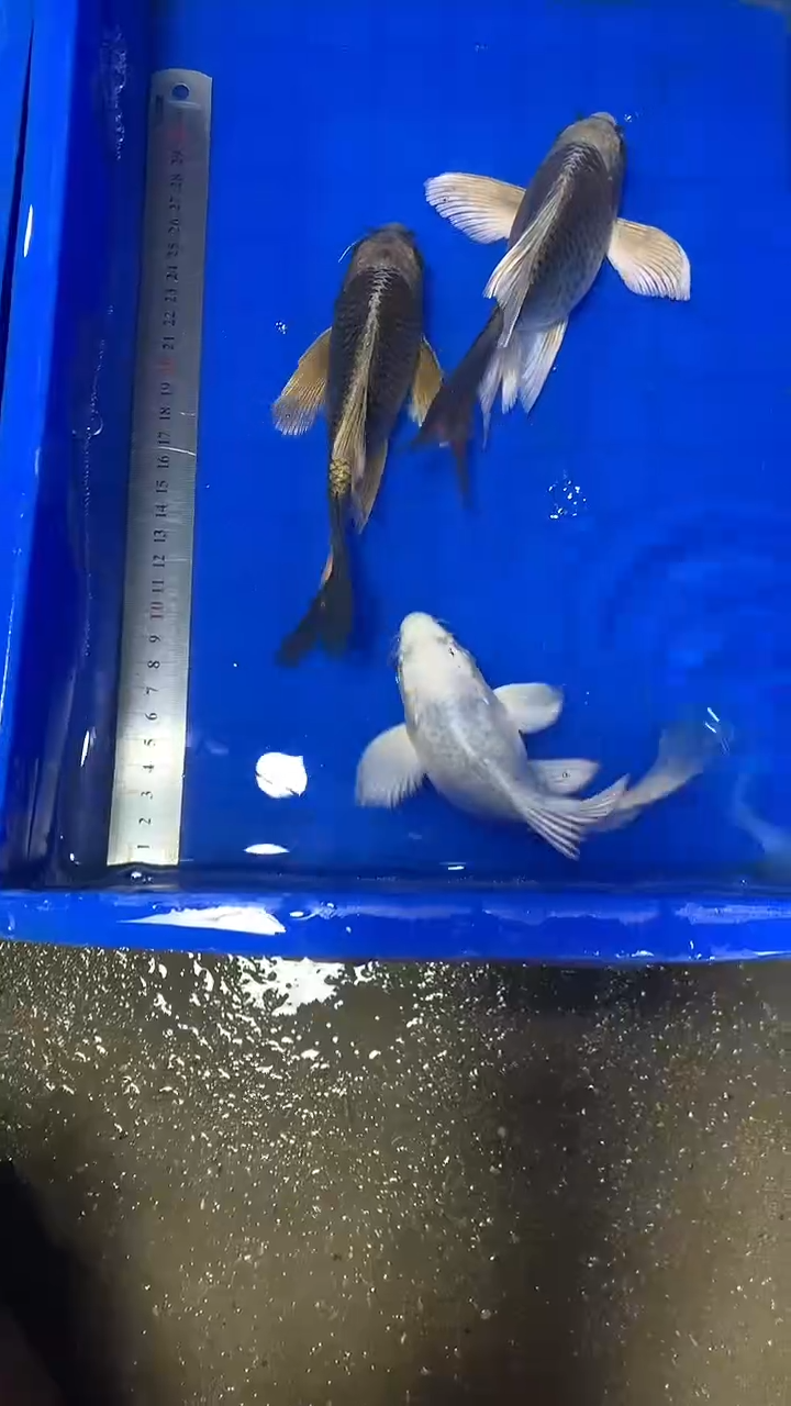 蝴蝶鲤鱼未****己蝴蝶鲤直播选鱼专用链接 凭开箱视频售后