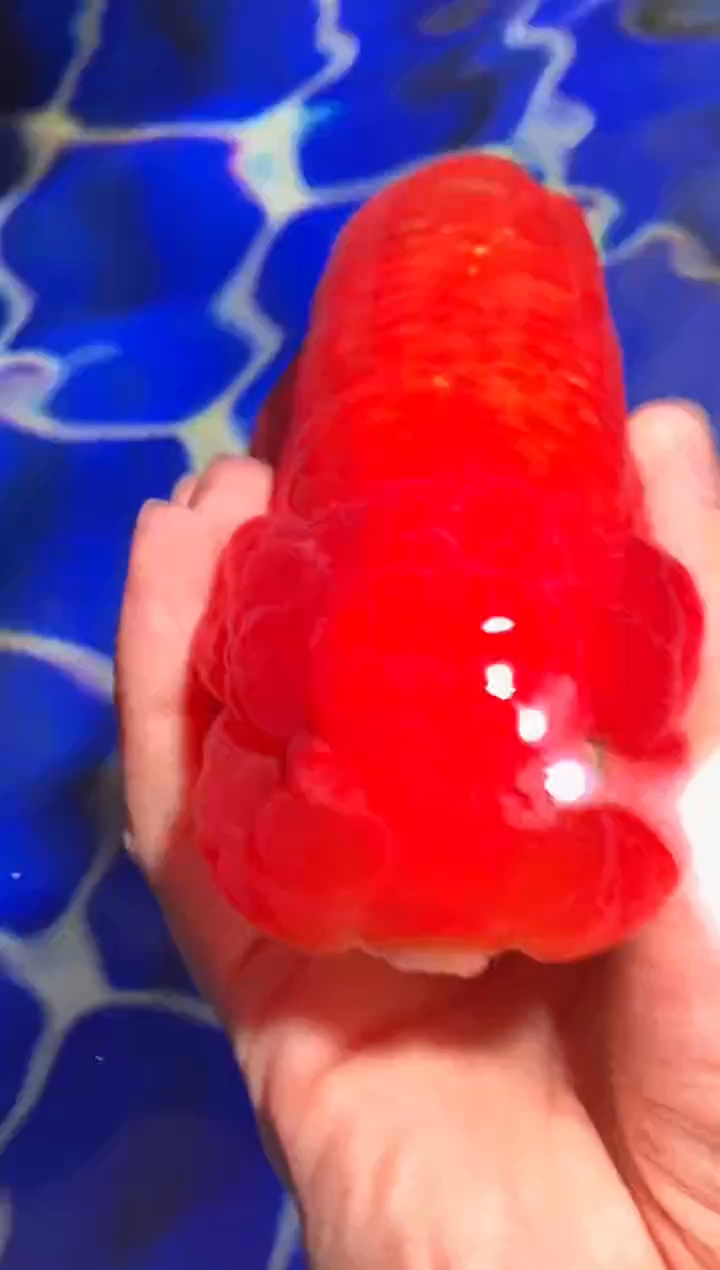 金鱼（运费自理，马印灯照射）福州追鱼兰寿金鱼