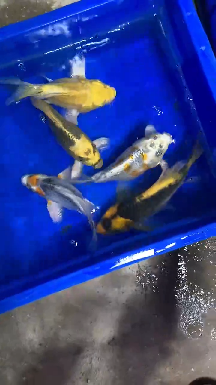 蝴蝶鲤蝴蝶鲤直播选鱼专用链接