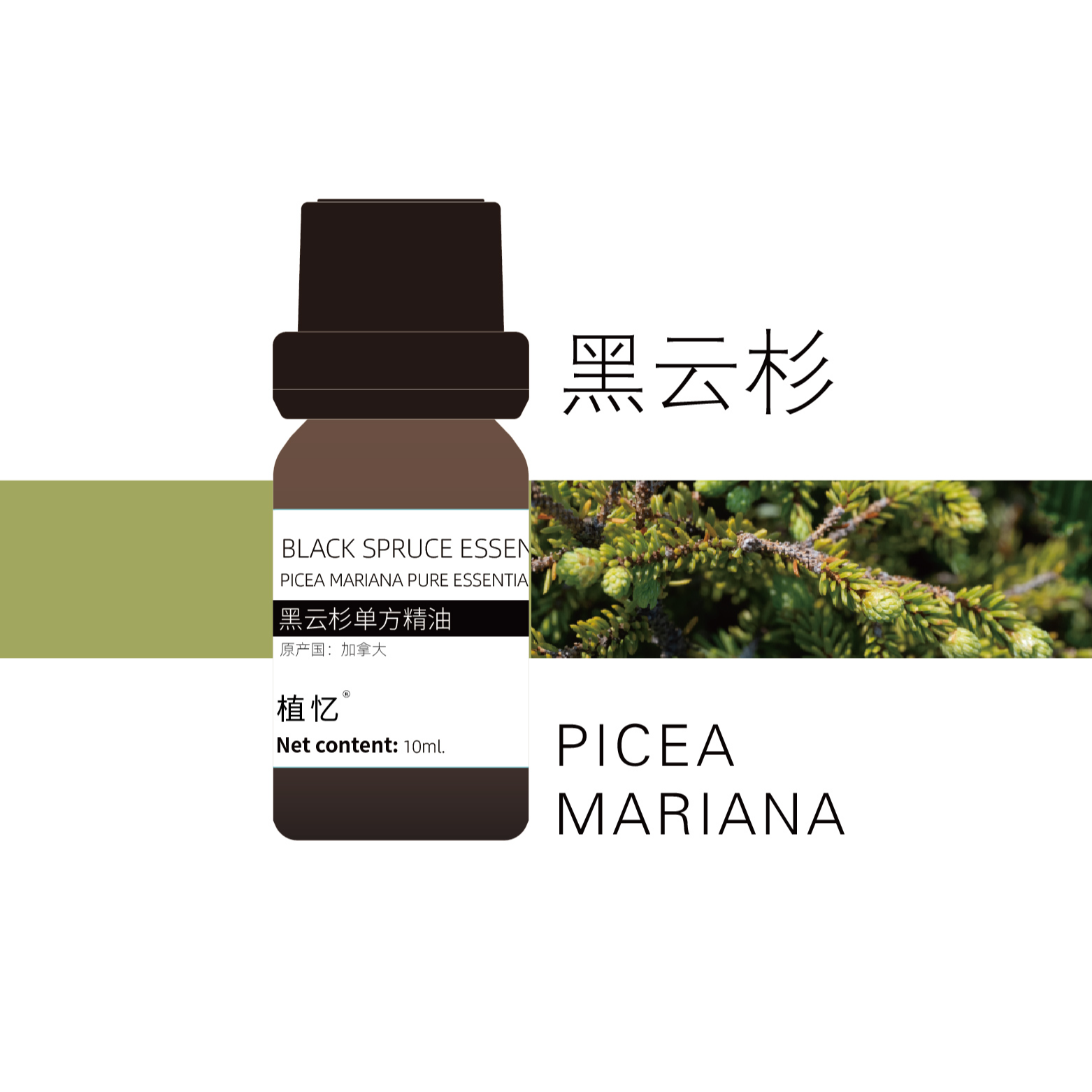 植忆黑云杉精油 加拿大 植物单方香薰精油