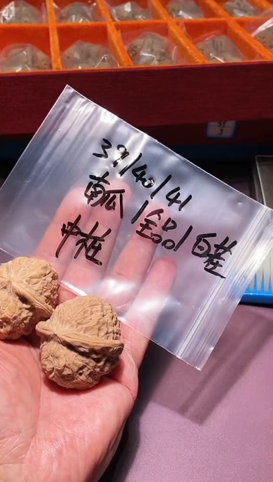 把件文玩核桃全品无修  中桩 南瓜