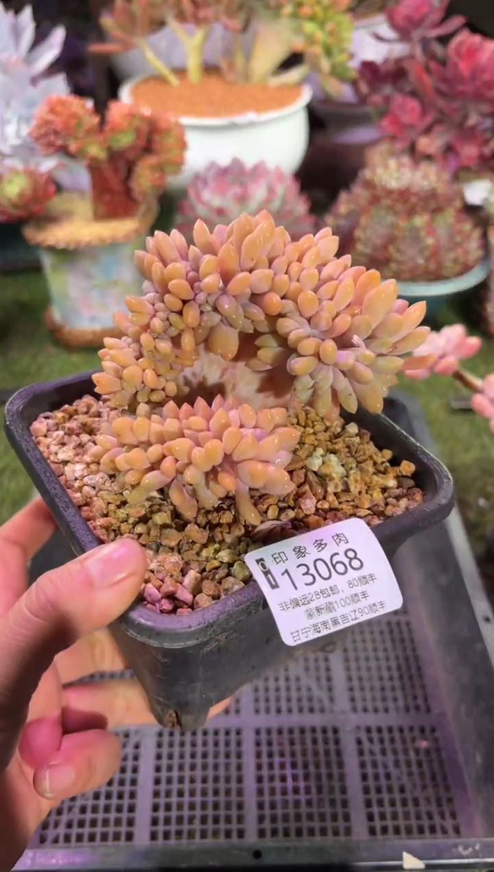 【闪购商品】13068