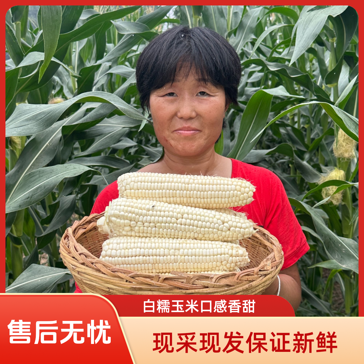 河南老家粘玉米现采现发    