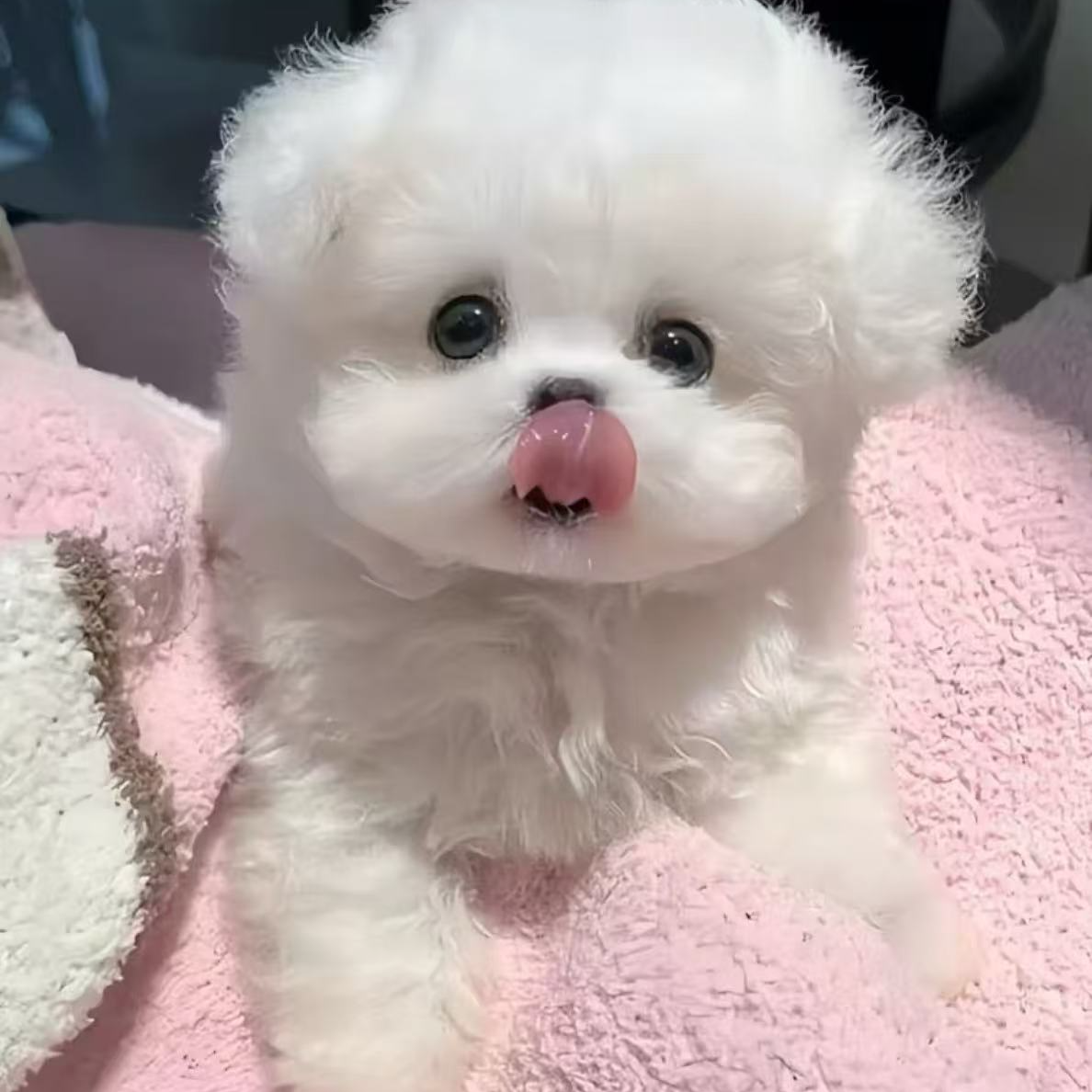 小玉家的狗 比熊 泰迪 泰迪熊