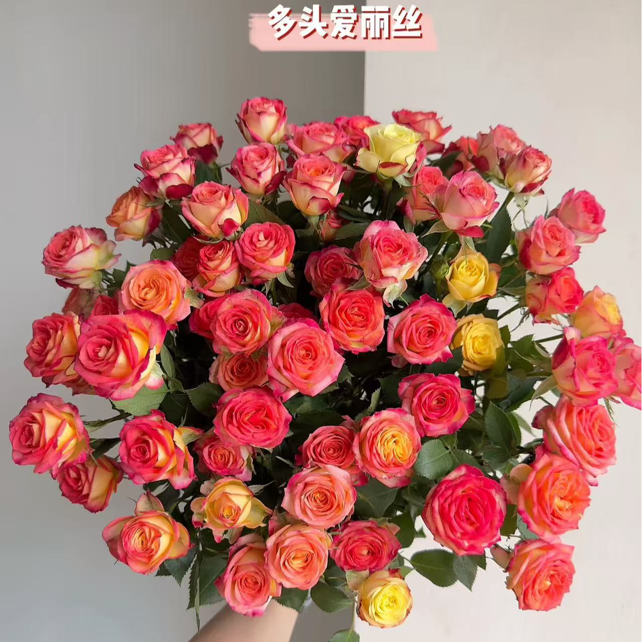 z爱丽丝多头泡泡玫瑰 【三单升级京东或顺丰】 云南基地直发