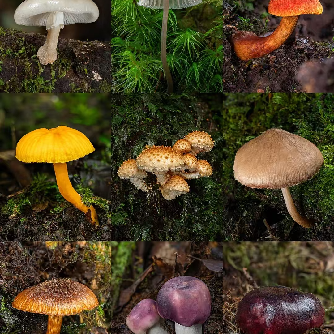 1【客-服-链-接-勿-拍】净含量500g【阿忠现收】菌