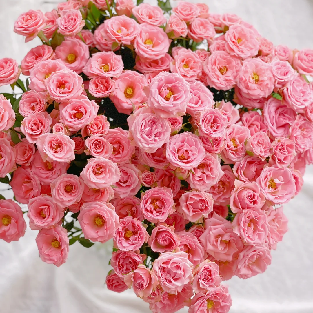 【全疆京东包邮】露露公主多头泡泡玫瑰10枝