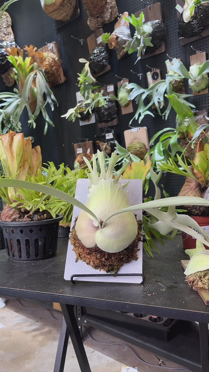 完全开放北猴鹿角蕨