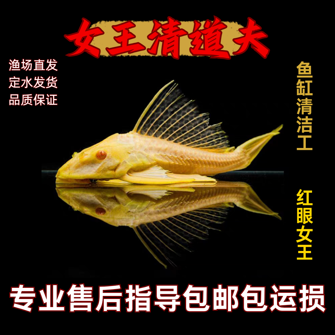 陕西发货包邮红眼女王大帆清道夫热带观赏鱼清洁鱼缸吃垃圾食