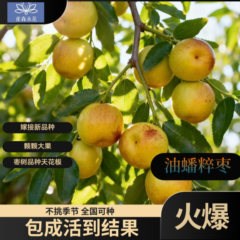 对版油蟠粹枣冰糖脆枣树苗冬枣地栽盆栽南北方种植抗寒耐旱易种植