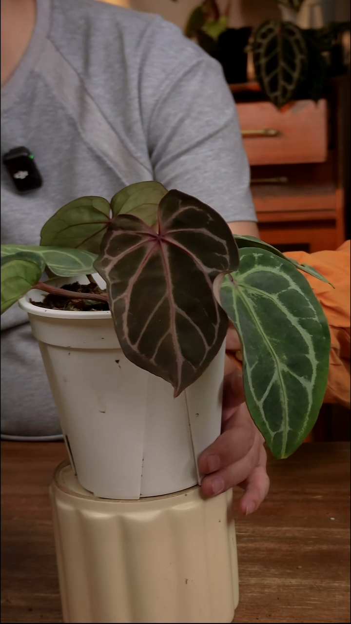 不开花植物Zara x Michelle（缀化 双头）