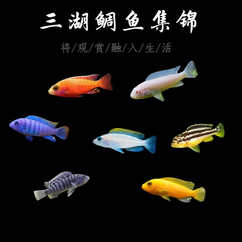 三湖慈鲷鱼马鲷热带淡水观赏鱼大斑马活体好养耐活
