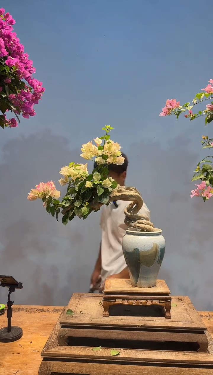 无花朵aa三角梅专场一物一拍39
