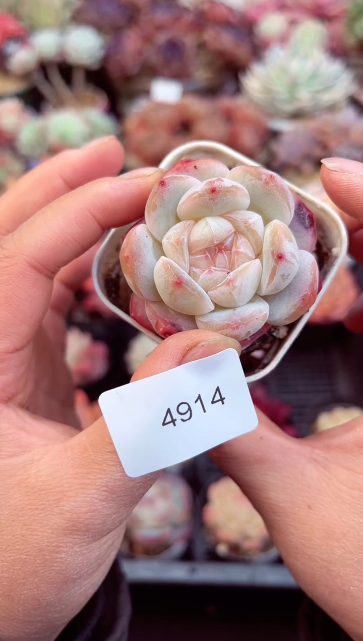 【闪购商品】4914单头多肉