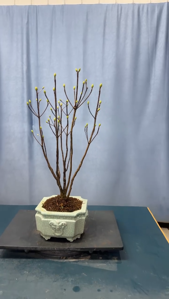 【闪购商品】盆景吊钟花