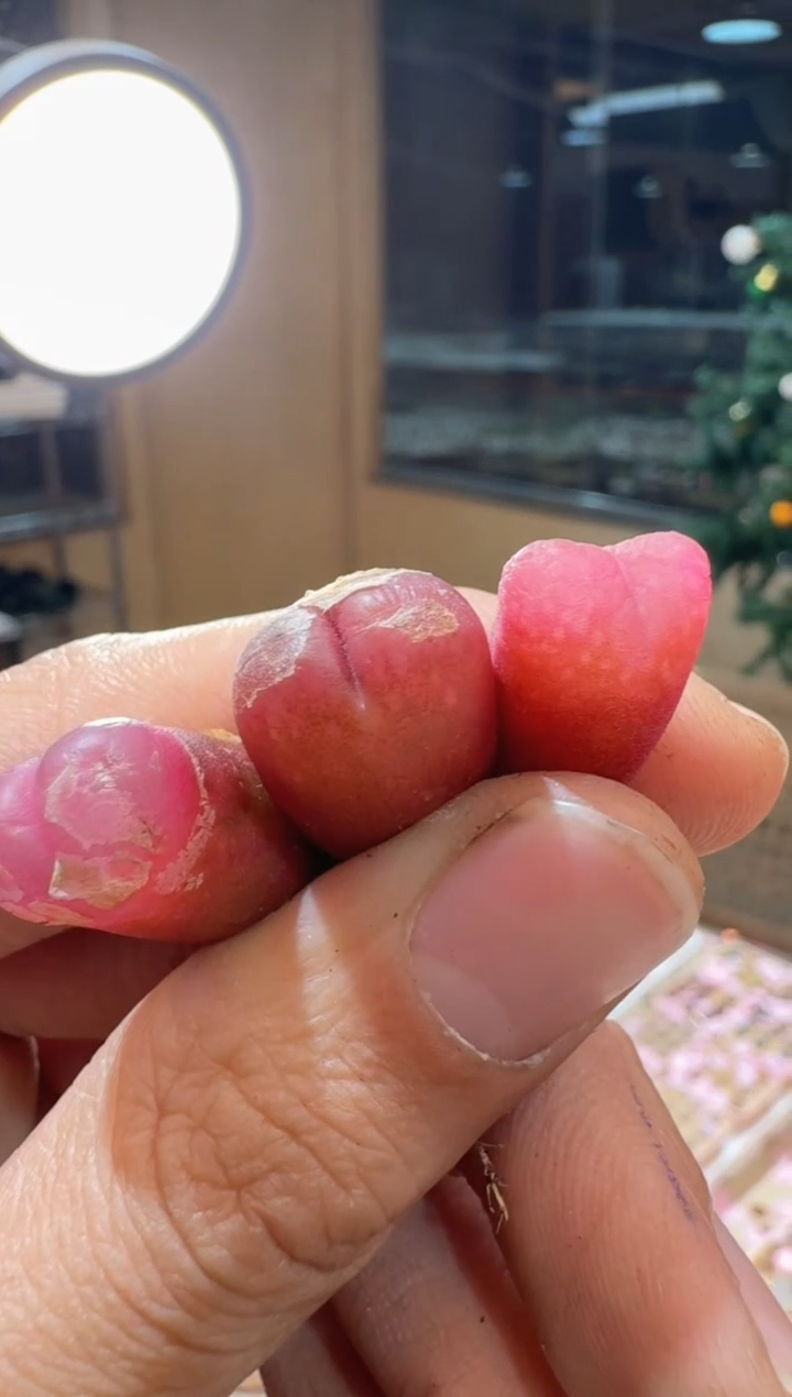 179多肉植物肉锥吕氏晴天一颗