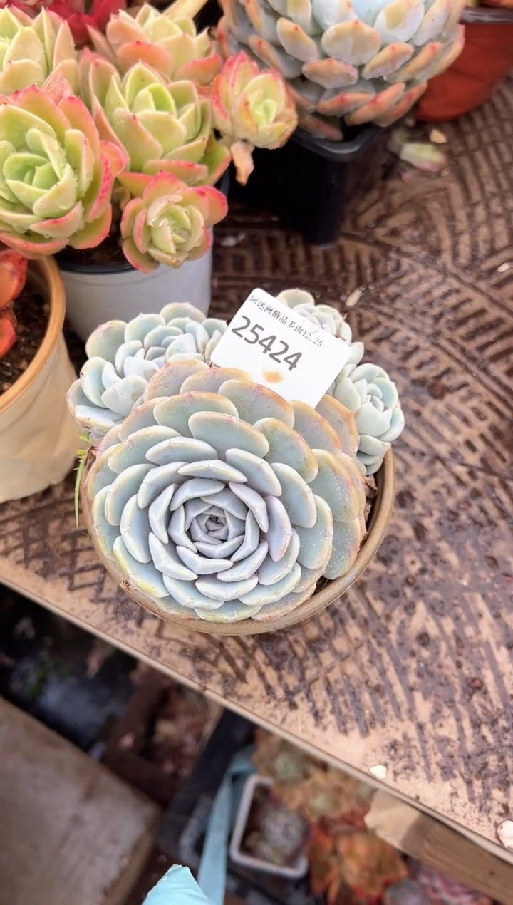 俞*多肉植物一物一拍25424