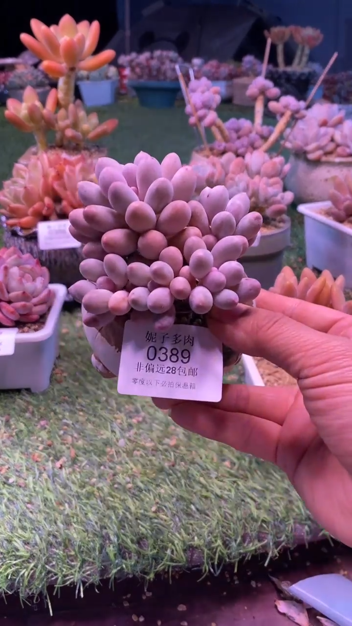 0389《满28包邮发货》