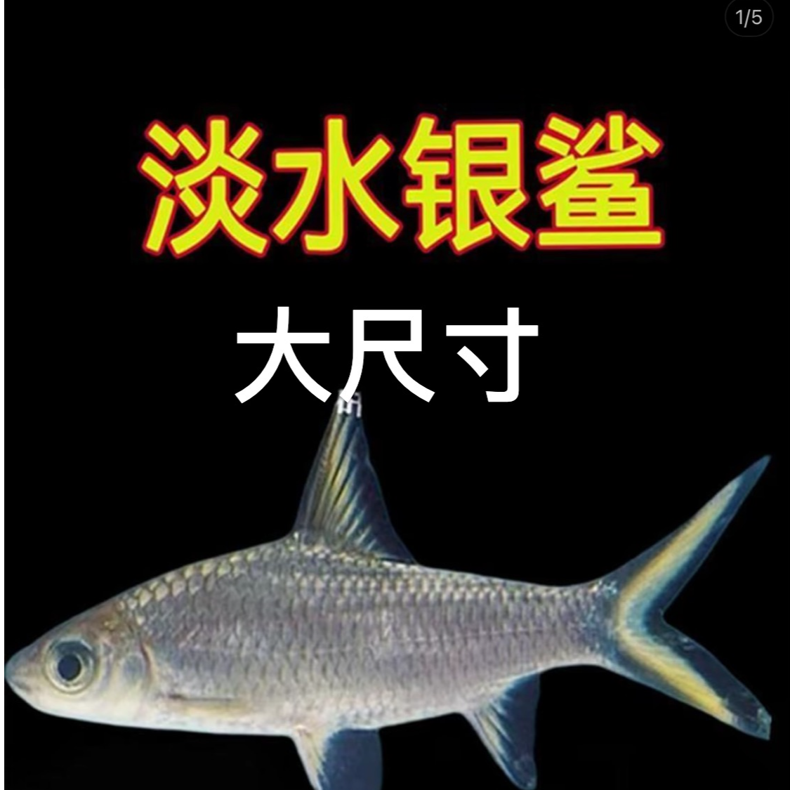 大尺寸银鲨淡水鱼热带鱼观赏鱼