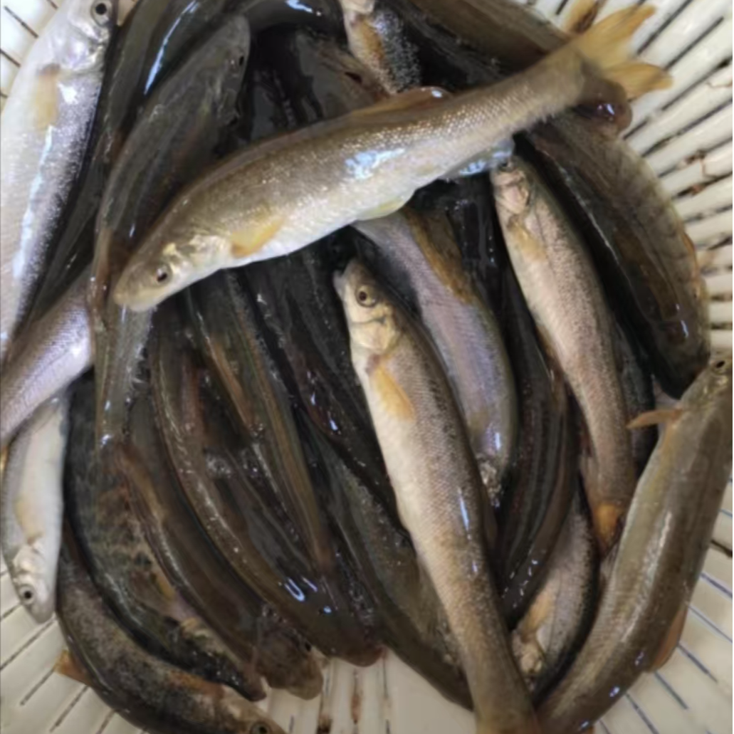 【东北河鲜】大号柳根   东北冷水鱼 冰鲜发货 