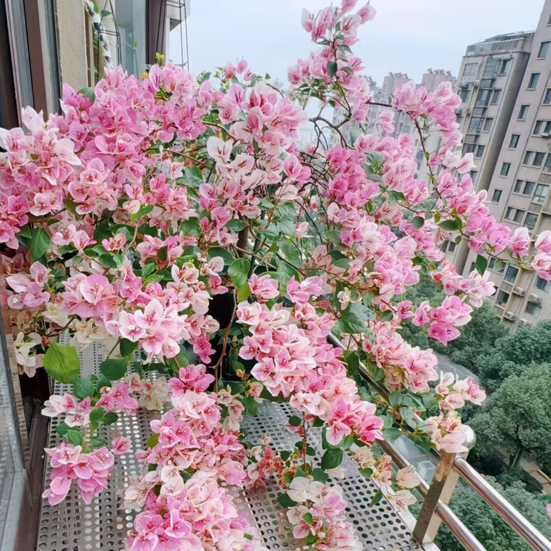 【漳红樱】带盆栽好一物一拍百变花蝴蝶三角梅绿植盆栽 