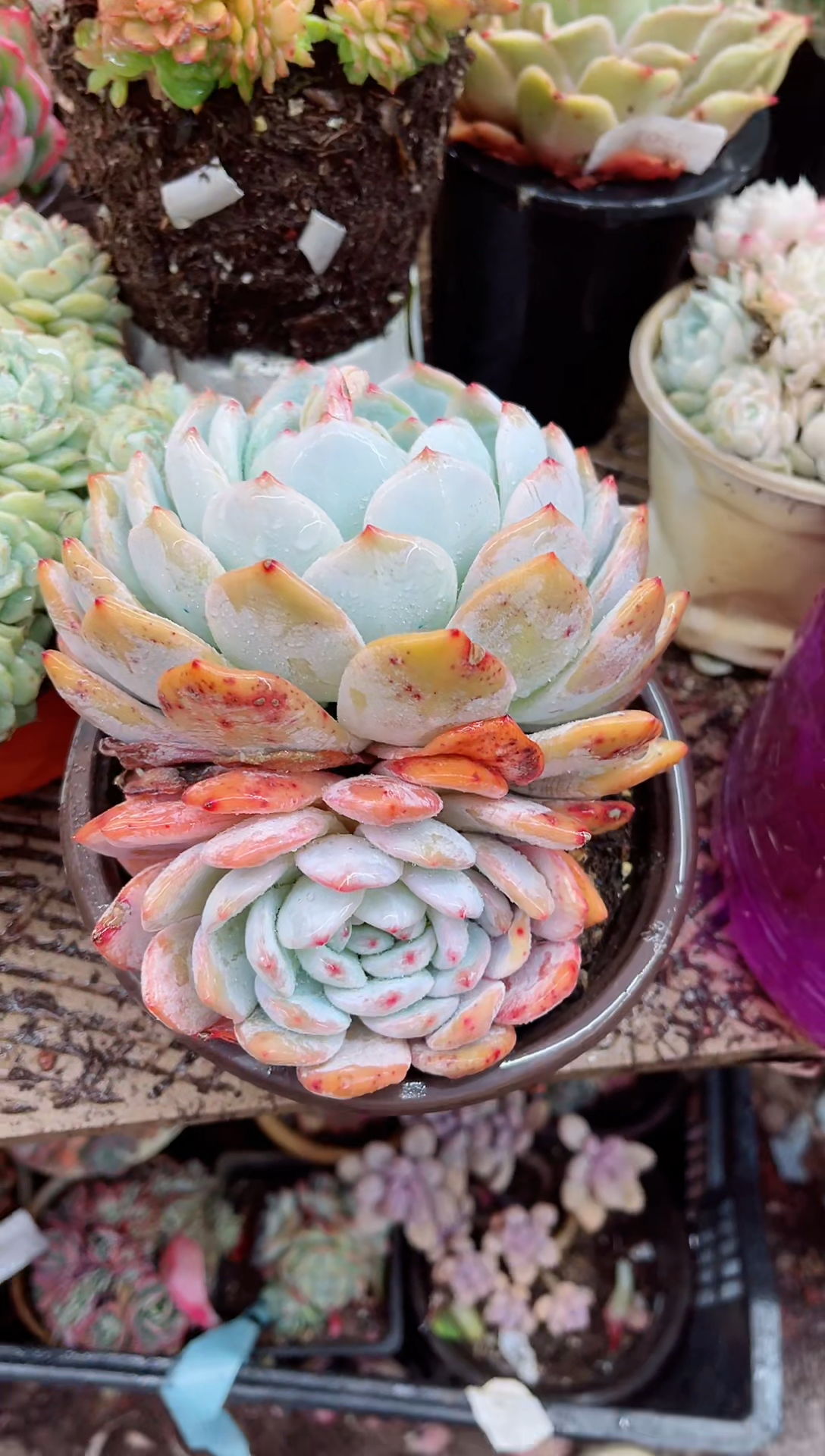 【闪购商品】03193